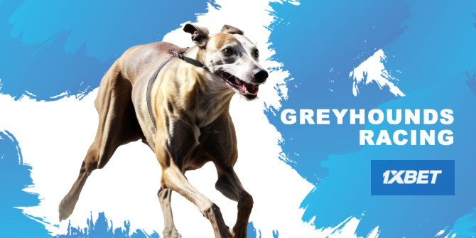 Greyhounds Racing betting for real money at 1xBet